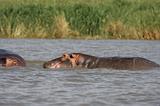 Ethiopia - Lago Chamo - Ippopotami - Hippos - 19